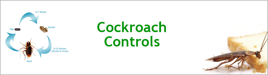 Cockroach Control