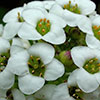 Alyssum