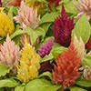 Celosia