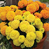 African Marigold