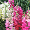 Antirrhinum