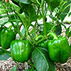 Capsicum Green