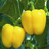 Capsicum Yellow