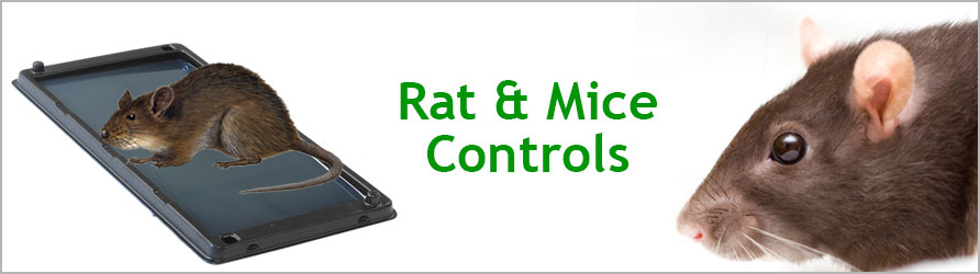 Rat and Mice Control