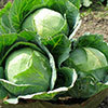 Cabbage