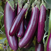 Brinjal Purple Long